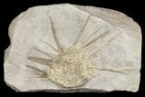Mississipian Echinoid (Archaeocidaris) - Missouri #145240-1